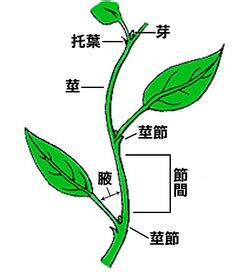 葉子生長在莖上的位置稱為什麼|可觀自然教育中心暨天文館